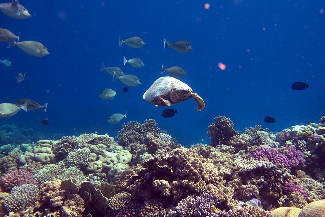 Dimaniyat Island Tour with Snorkeling - The Boat Ride to the Dimaniyat Islands