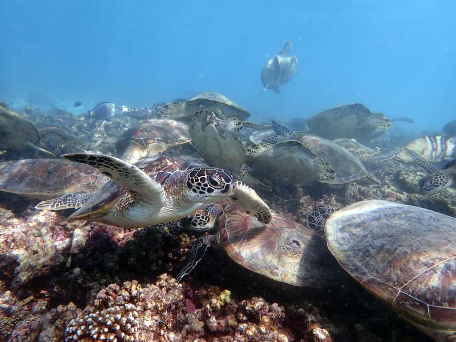 Dimaniyat Islands Scuba Diving Trip - Key points to know before booking