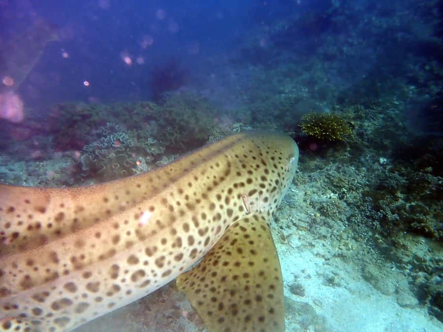 Dimaniyat Islands Scuba Diving Trip - Why the Dimaniyat Islands make a good day on the water