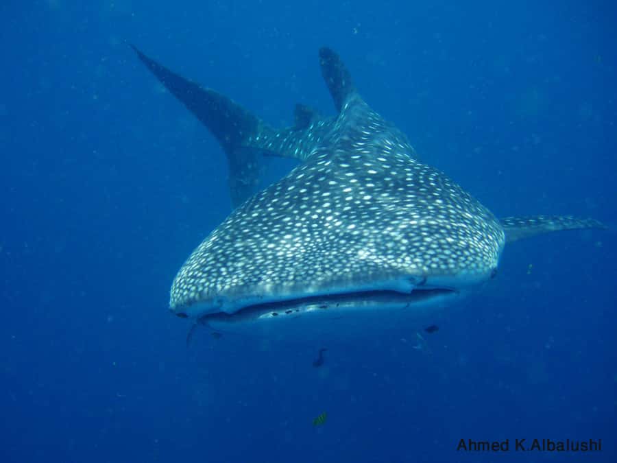 Dimaniyat Islands Scuba Diving Trip - The 30-minute ride to the protected islands