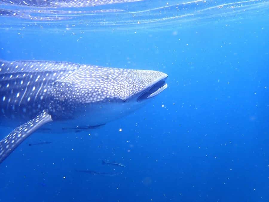 Dimaniyat Islands Scuba Diving Trip - First underwater session: clear water and reef life