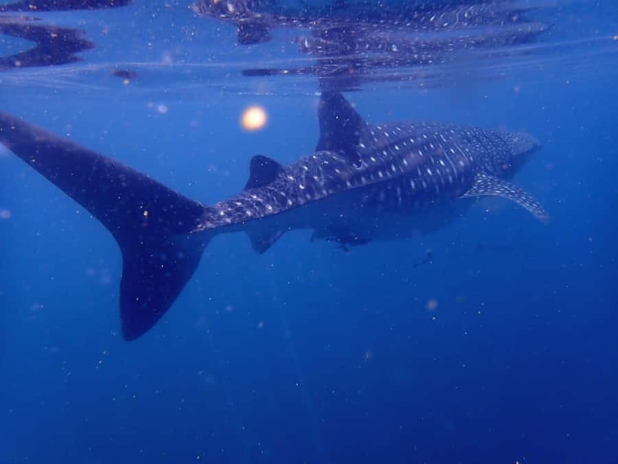 Dimaniyat Islands Scuba Diving Trip - What the $165 price really covers