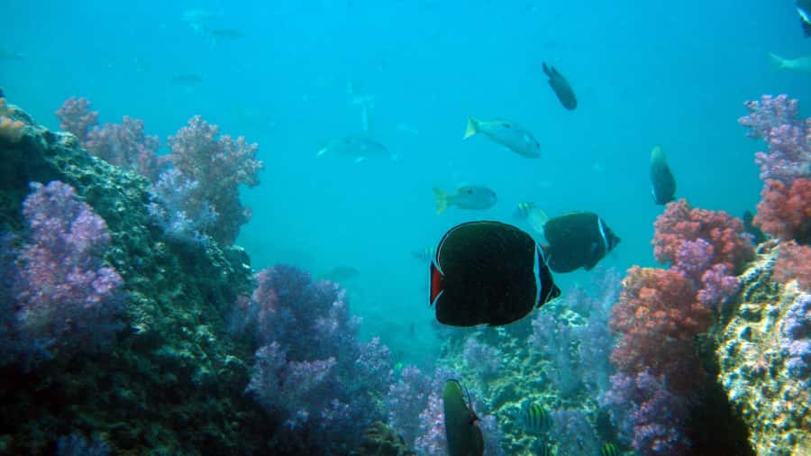 Dimaniyat Islands Scuba Diving Trip - Who should book this trip