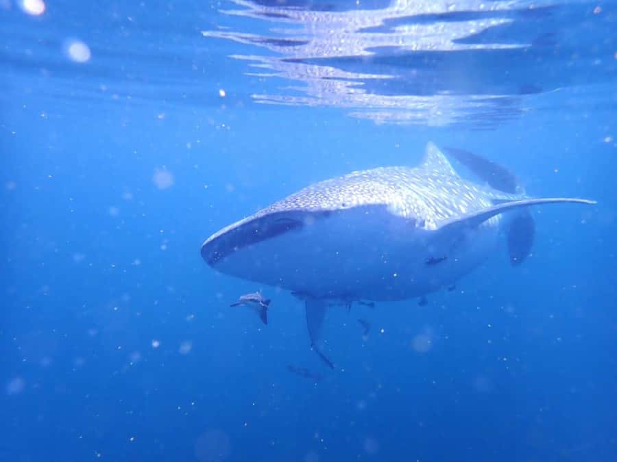 Dimaniyat Islands Scuba Diving Trip - Meeting point and practical preparation