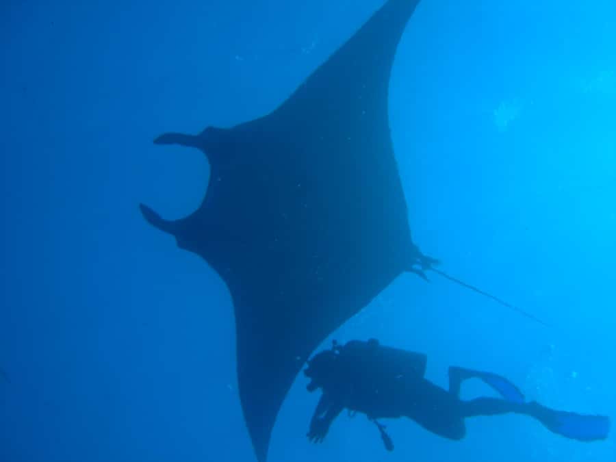 Dimaniyat Islands Scuba Diving Trip - Starting at 8:00 AM in Alseeb Marina