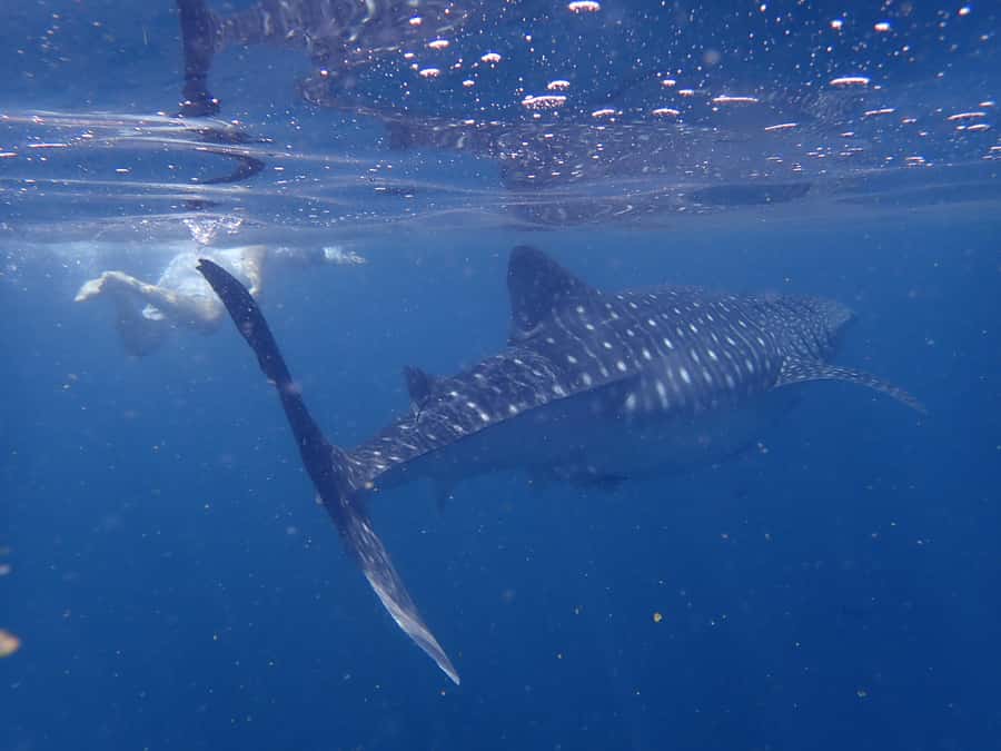Dimaniyat Islands Snorkeling Trip - Meeting the Boat at Al-Seeb Marina