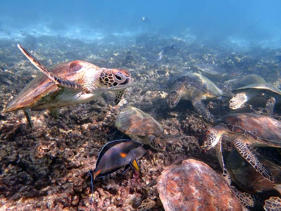 Dimaniyat Islands Snorkeling Trip - The Safety Briefing Comes First