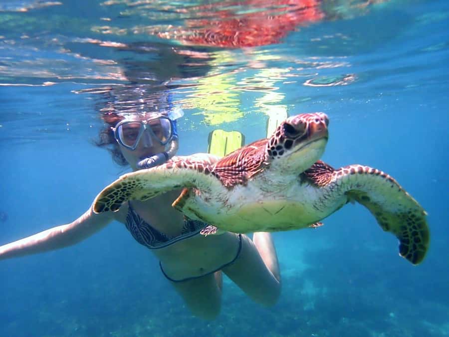 Dimaniyat Islands Snorkeling Trip - Turtle City and the First Hour in the Water