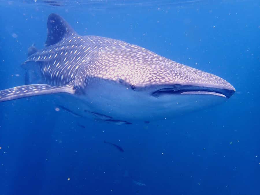 Dimaniyat Islands Snorkeling Trip - What the $85 Price Really Includes