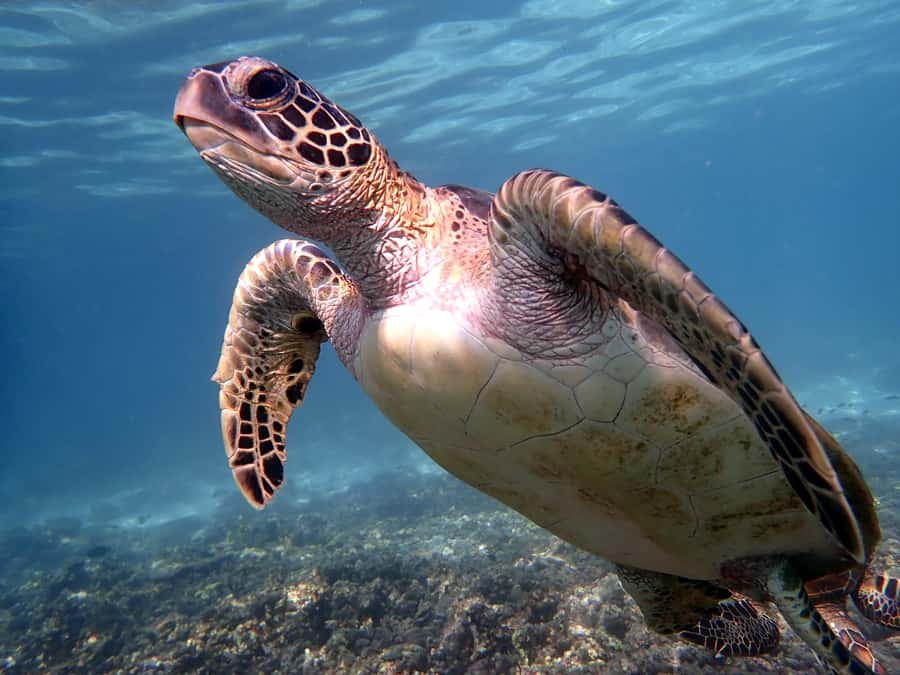 Dimaniyat Islands Snorkeling Trip - Why the Ad Dimaniyat Islands Matter