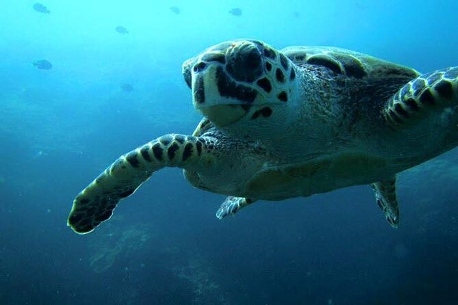 Discover Scuba Diving from a Fishing Village - Starting at Qantab’s fishing village beach