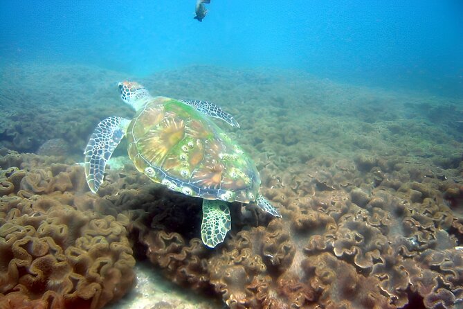 Dolphin Watching and Snorkeling Activity in Muscat - Setting out from Marina Bandar Al Rowdha at 9:45 am