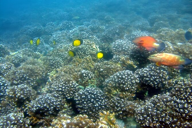 Dolphin Watching and Snorkeling Activity in Muscat - Snorkeling above Muscat’s coral beds