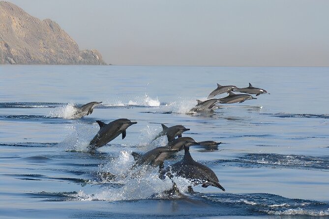 Dolphin Watching and Snorkeling Activity in Muscat - Who will get the most from this morning