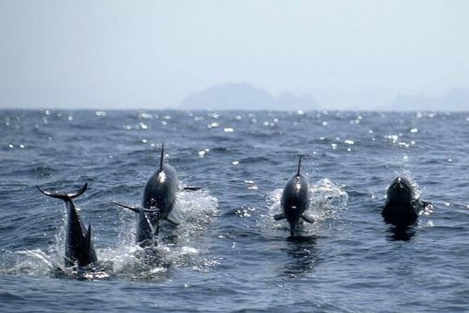 Dolphin Watching and Snorkeling Activity in Muscat - How the 4.9 rating fits the experience