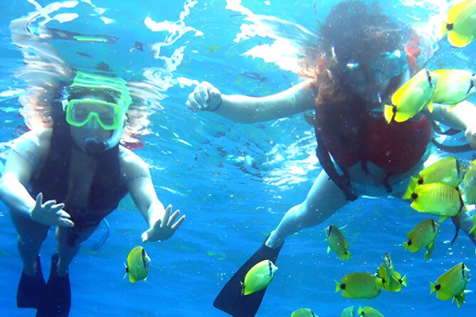 Dolphin Watching and Snorkeling Activity in Muscat - Watching for bottlenose and spinner dolphins