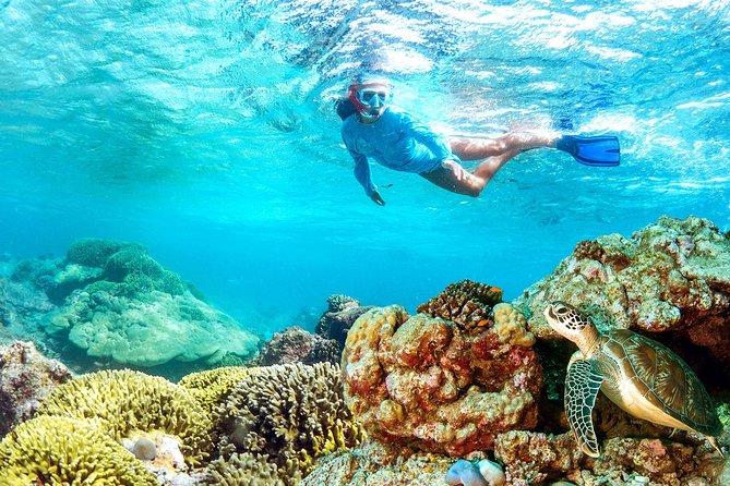 Dolphin Watching and Snorkeling Tour from Muscat - A Short Tour That Fits a Muscat Schedule