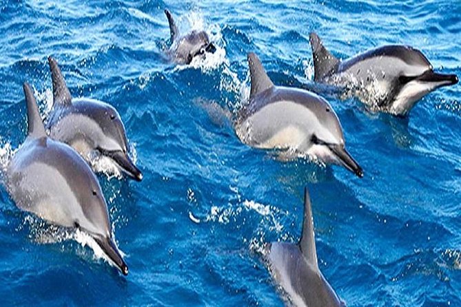 Dolphin Watching and Snorkeling Tour from Muscat - Searching for Dolphins Around Muscat