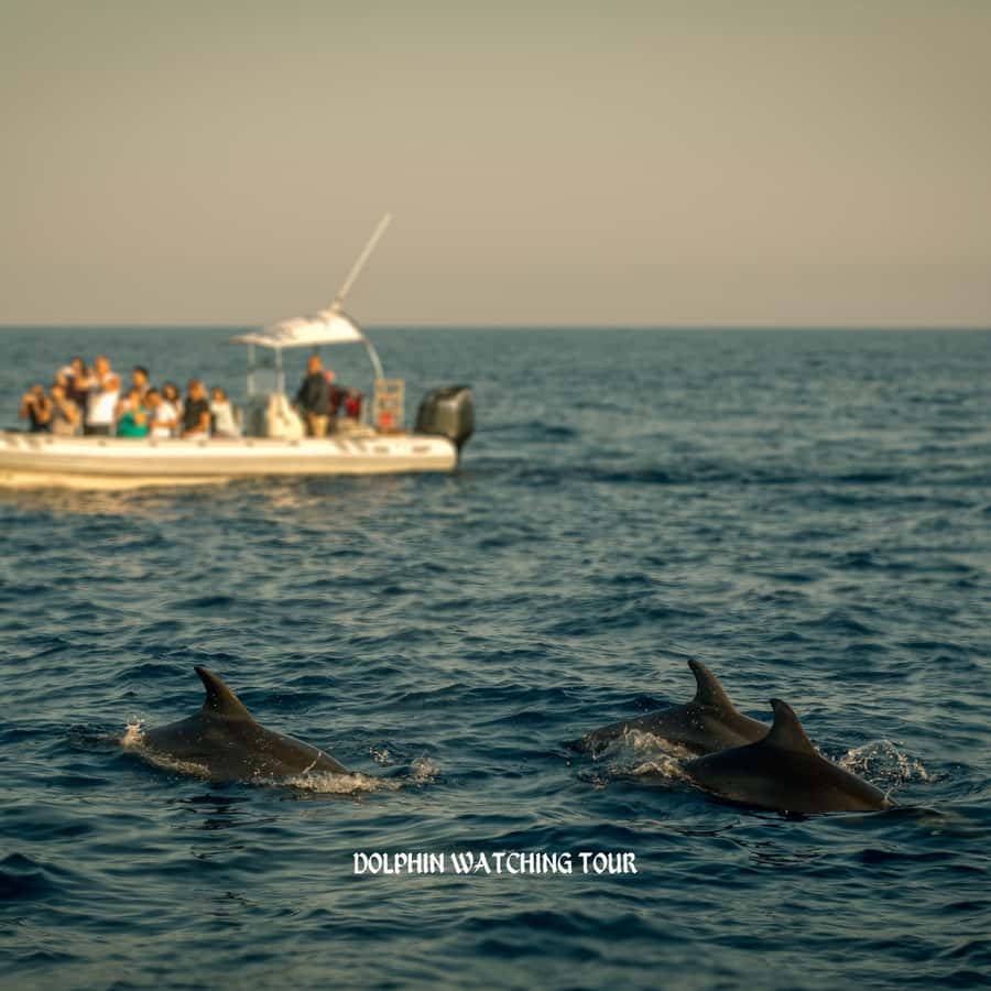 Dolphin Watching and Snorkeling Tour with Hotel Transfers - Key things to know before you book