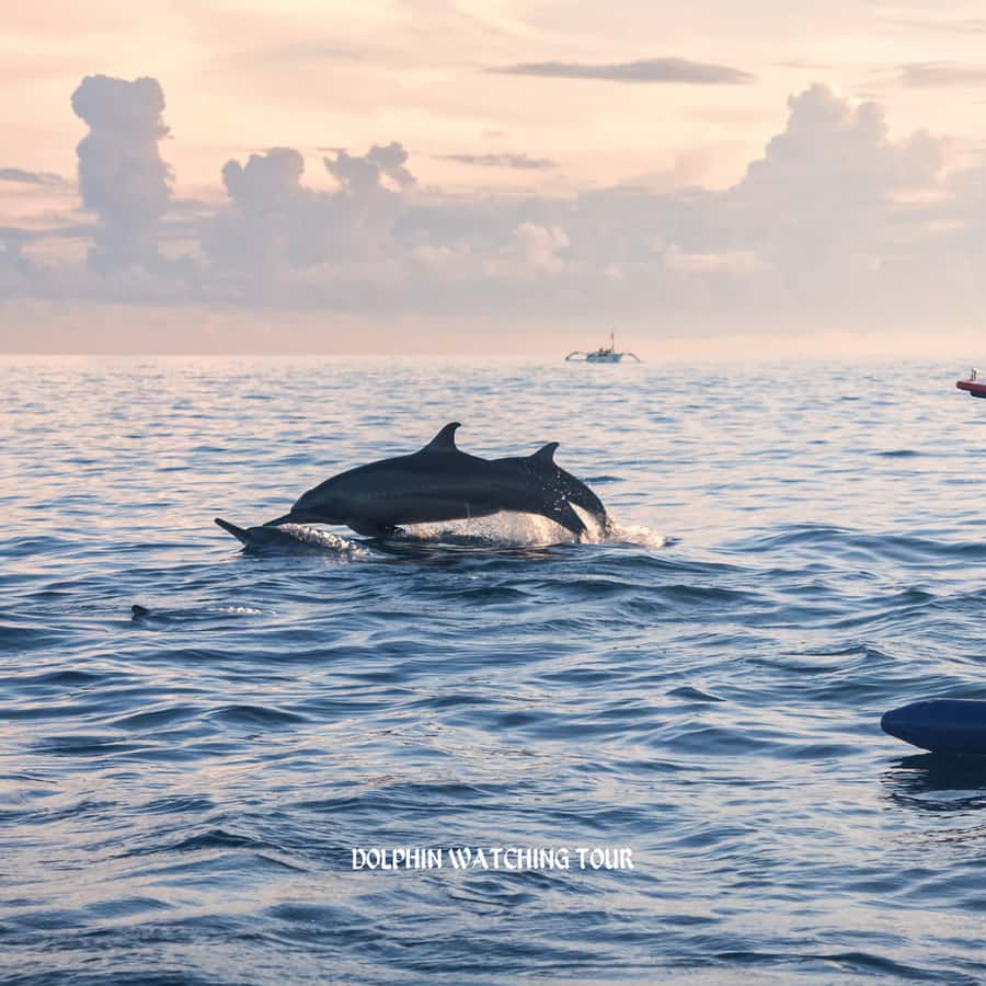 Dolphin Watching and Snorkeling Tour with Hotel Transfers - Why this Muscat boat trip works well