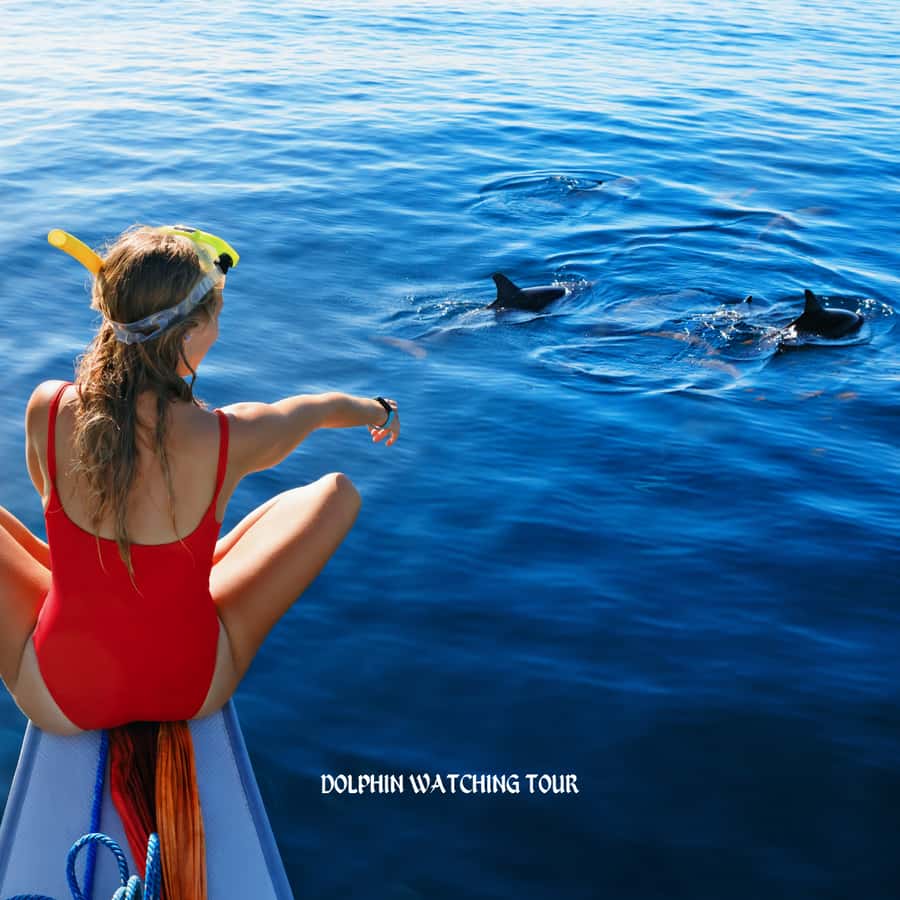 Dolphin Watching and Snorkeling Tour with Hotel Transfers - Three hours on the Gulf of Oman