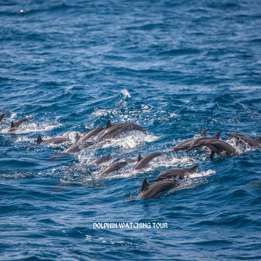 Dolphin Watching and Snorkeling Tour with Hotel Transfers - Snorkeling among coral reefs