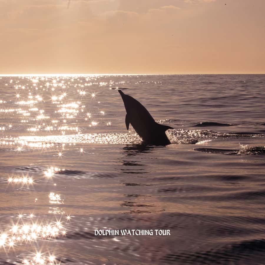Dolphin Watching and Snorkeling Tour with Hotel Transfers - Booking advice and practical questions
