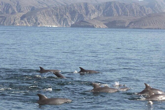 Dolphin Watching Cruise from Muscat - Searching for spinner, bottlenose, and common dolphins