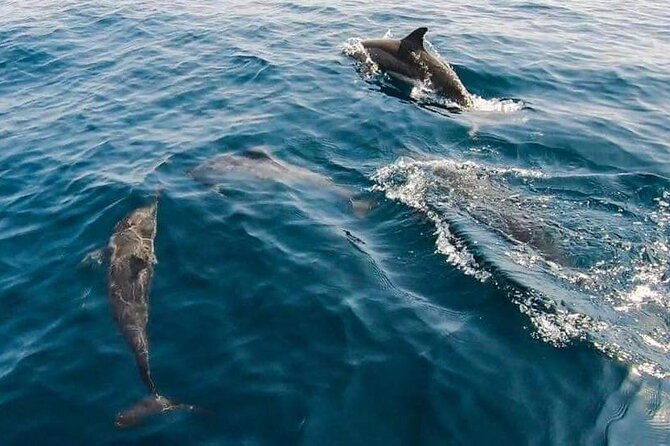 Dolphin Watching in Muscat - The return along Muscat’s coast