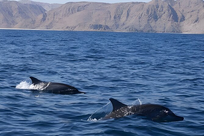 Dolphin Watching in Muscat - Qantab Beach and the snorkeling option