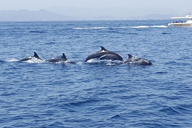 Dolphin Watching & Snorkeling - Returning by boat with Muscat in view