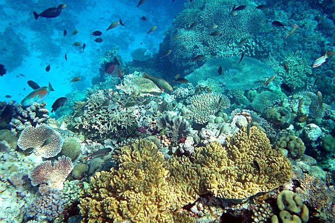 Dolphin Watching & Snorkeling - How the group size affects the outing
