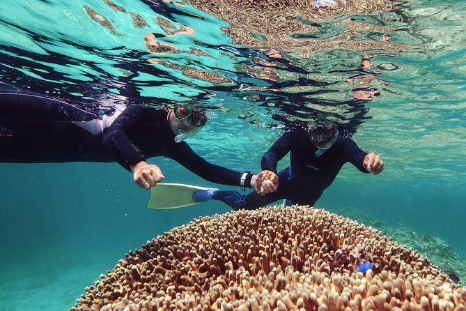 Dolphin Watching & Snorkeling - Searching for dolphins along Oman’s coast
