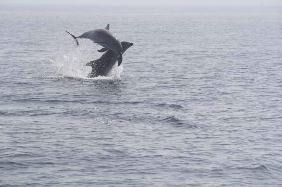 Dolphin Watching Tour - Key points at a glance