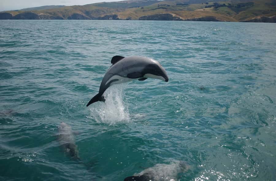 Dolphin Watching Tour - Searching Muscats waters for dolphins