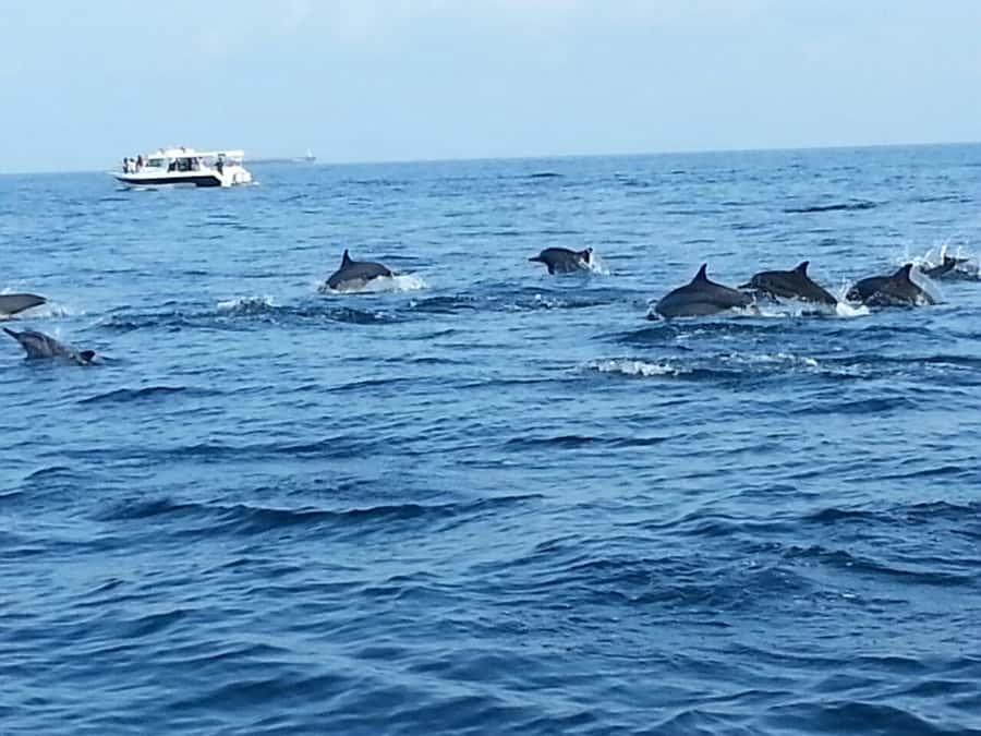 Dolphin Watching Tour - What the two-hour schedule really means
