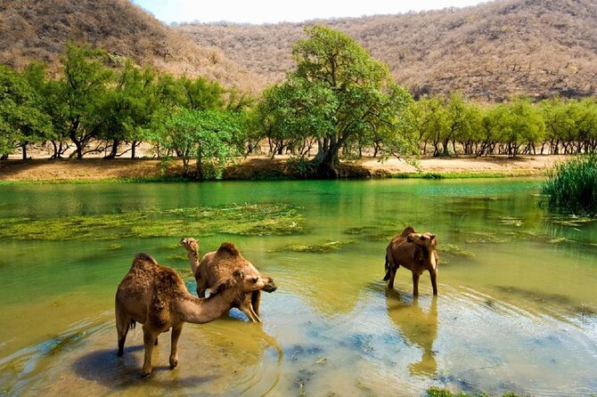 East and West of Salalah combination - The guide can shape the whole day