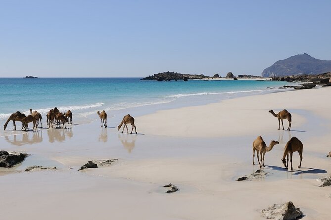 East and West Salalah Combination Private Full-day Tour - Al Mughsail combines surf, cliffs, and bird habitat
