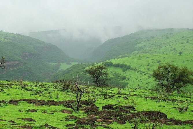 East of Salalah, Mountain Safari, Camels, Waterfall, White beach - Wadi Hannah’s baobabs are the odd surprise