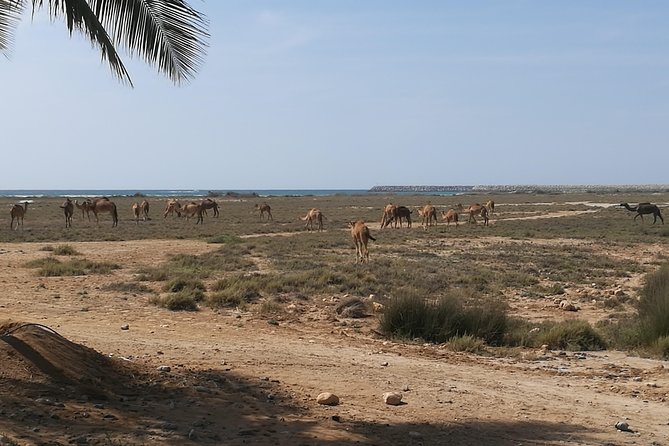 East Salalah Highlights: Half-Day Heritage & Scenic Countryside - Wadi Darbat after the coast
