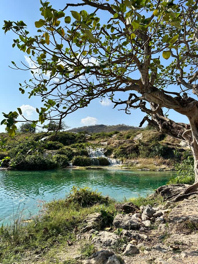 Elite Private Full Day Tour - Salalah Main Attractions - Haffah Souk and the scent of frankincense