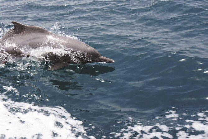 Evening Sunset Dhow Cruise Tour - Muscat - Is $93 a fair price in Muscat?