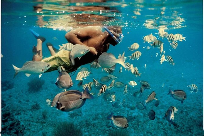 Experience Dolphin watching and snorkeling in Muscat - Why this Muscat boat trip works so well
