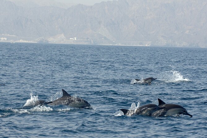 Experience Dolphin watching and snorkeling in Muscat - What the marine life adds to the experience