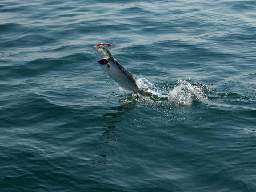Fishing Trip 4 hours Tour - What four hours on the Big Catch feels like