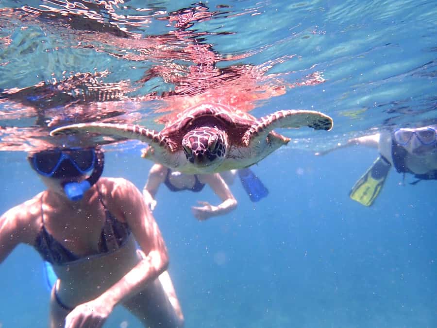 From Al-Seeb: Dimaniyat Islands Boat Trip with Snorkeling - Turtle City: the trip’s most reliable encounter