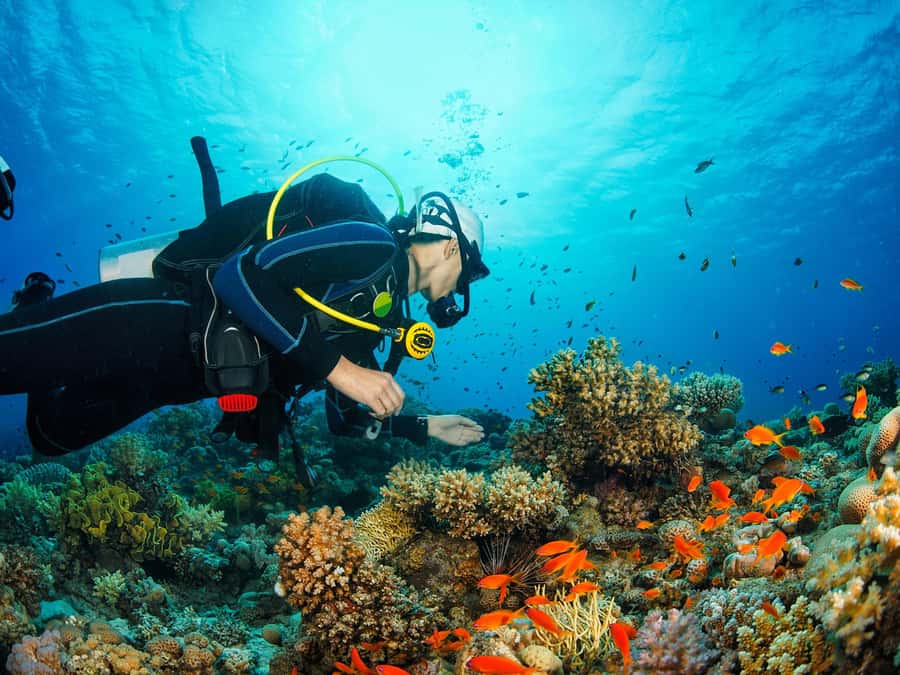 From Khasab: Diving Experience in Khasab - At a Glance: What Makes This Khasab Trip Worth Considering