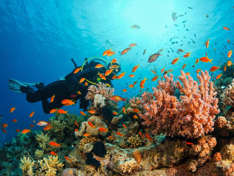 From Khasab: Diving Experience in Khasab - Why Musandam Makes a Good Scuba Base