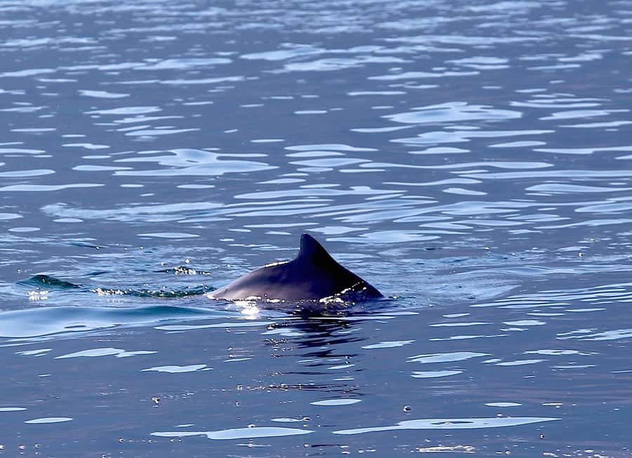 From Khasab: Fjords of Musandam Dhow Cruise & Buffet Lunch - Why a Musandam dhow cruise makes sense