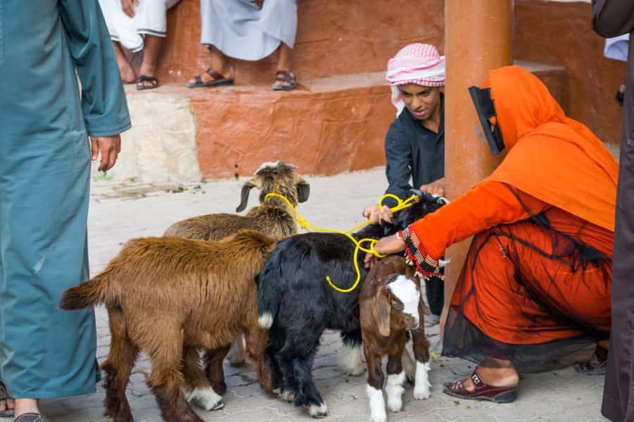 From Muscat: 3-Days Nizwa, Desert, Turtle, Wadi Shab - Nizwa Souq and Fort: Oman’s best cultural opening